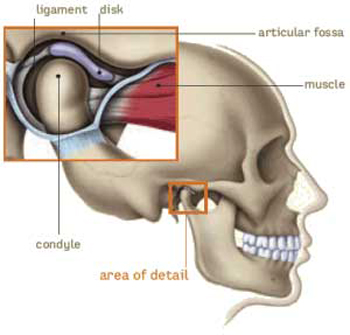 diagram of temporomandibular joint